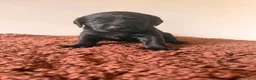 Labrador Retriever dogs for sale: K.C Reg Labrador Retriever Puppies for sale - Advert 4