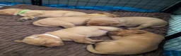 Labrador Retriever dogs for sale: Beautiful Fox Red Labrador Retriever Puppies - Advert 4
