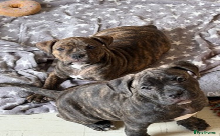 Mixed Breed dogs - Advert 4