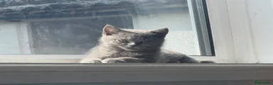 British Shorthair 2