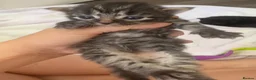 Mixed Breed cats for sale: Kitten ready 4th September ! - Advert 3