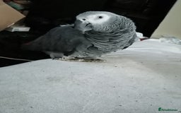 Parrots birds for sale: African Grey - Image 2