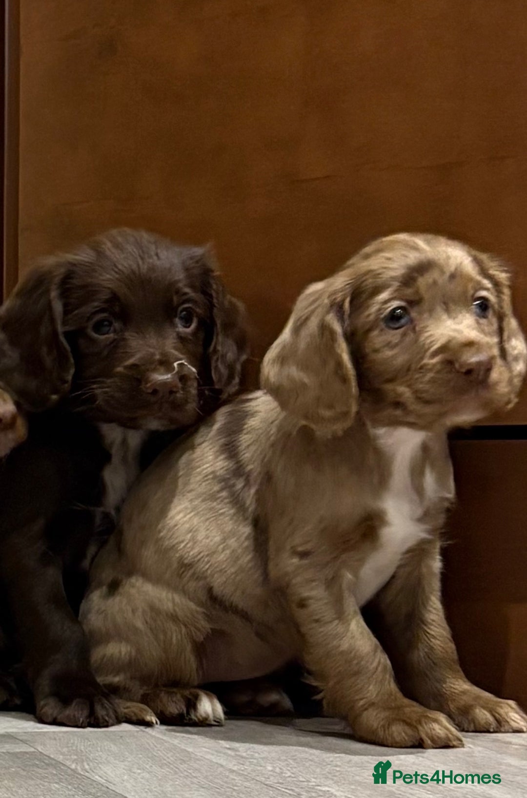 Cocker Spaniel dogs for sale: 🐶 KC Registered Cocker Spaniel Pups 🐶  - Advert 11