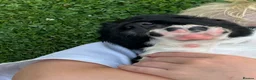 English Springer Spaniel dogs for sale: Beautiful Springer Spaniel Puppies For Sale  - Advert 5