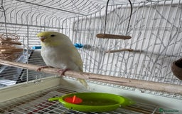 Budgerigars birds for sale: Female yellow lutino budgie - Image 2