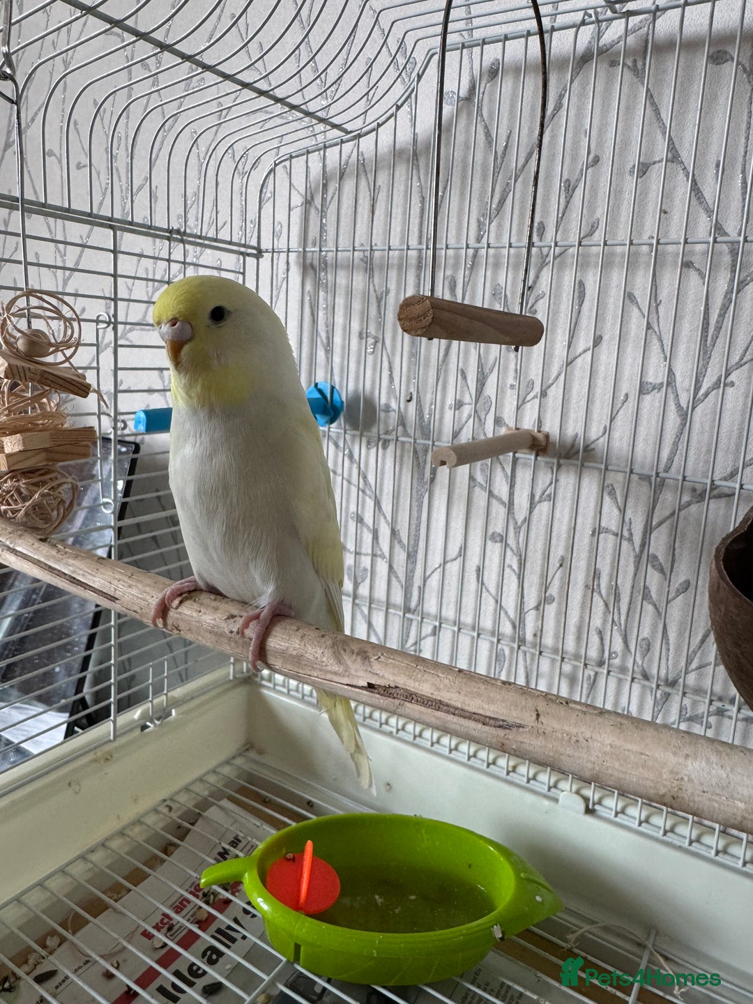 Budgerigars birds for sale: Female yellow lutino budgie - Image 2