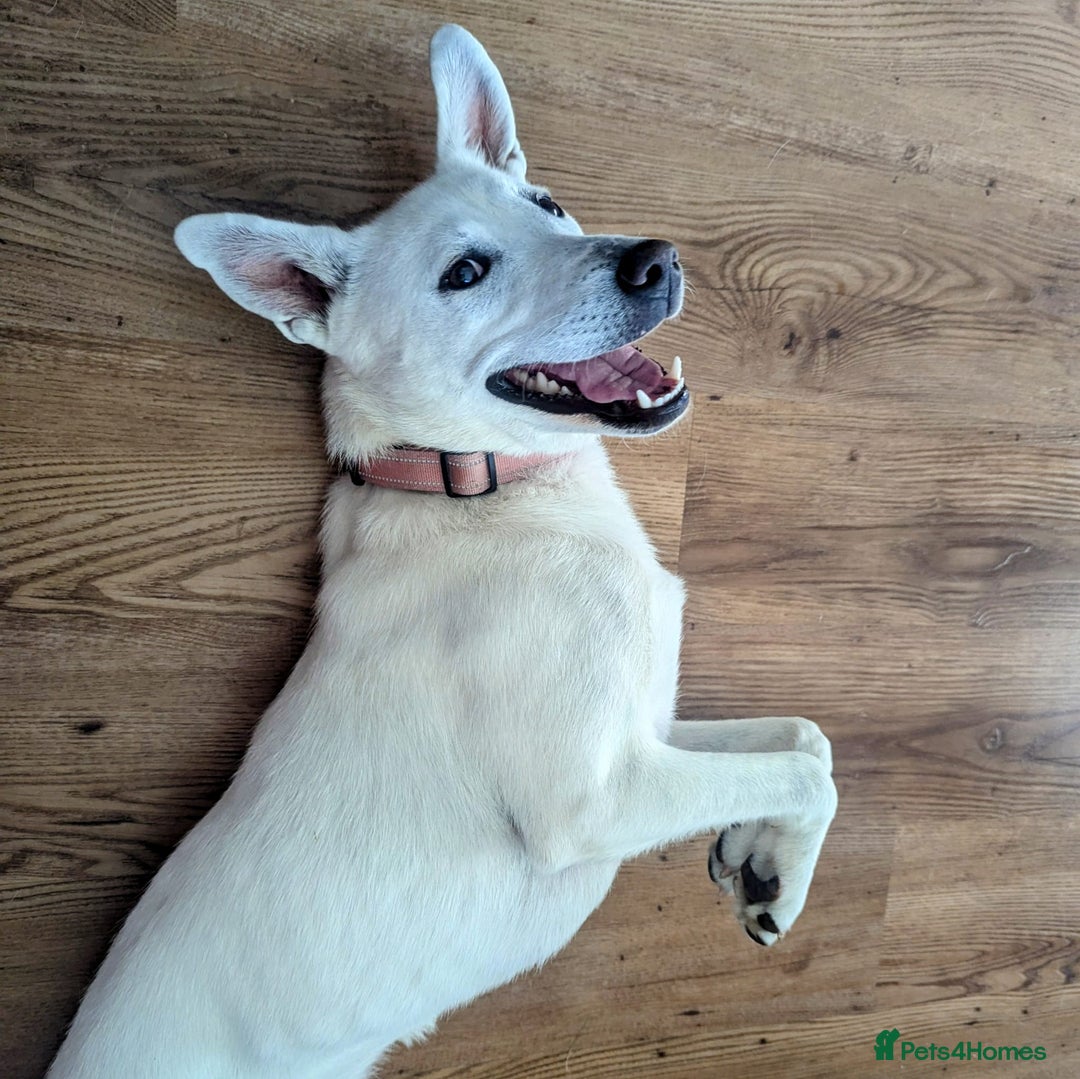 Mixed Breed dogs for sale: Meet Indy – Seeking a Safe and Loving Home - Image 1