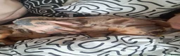 Dachshund dogs for sale: Derek the dapple, 10 months in Wirral - Advert 5
