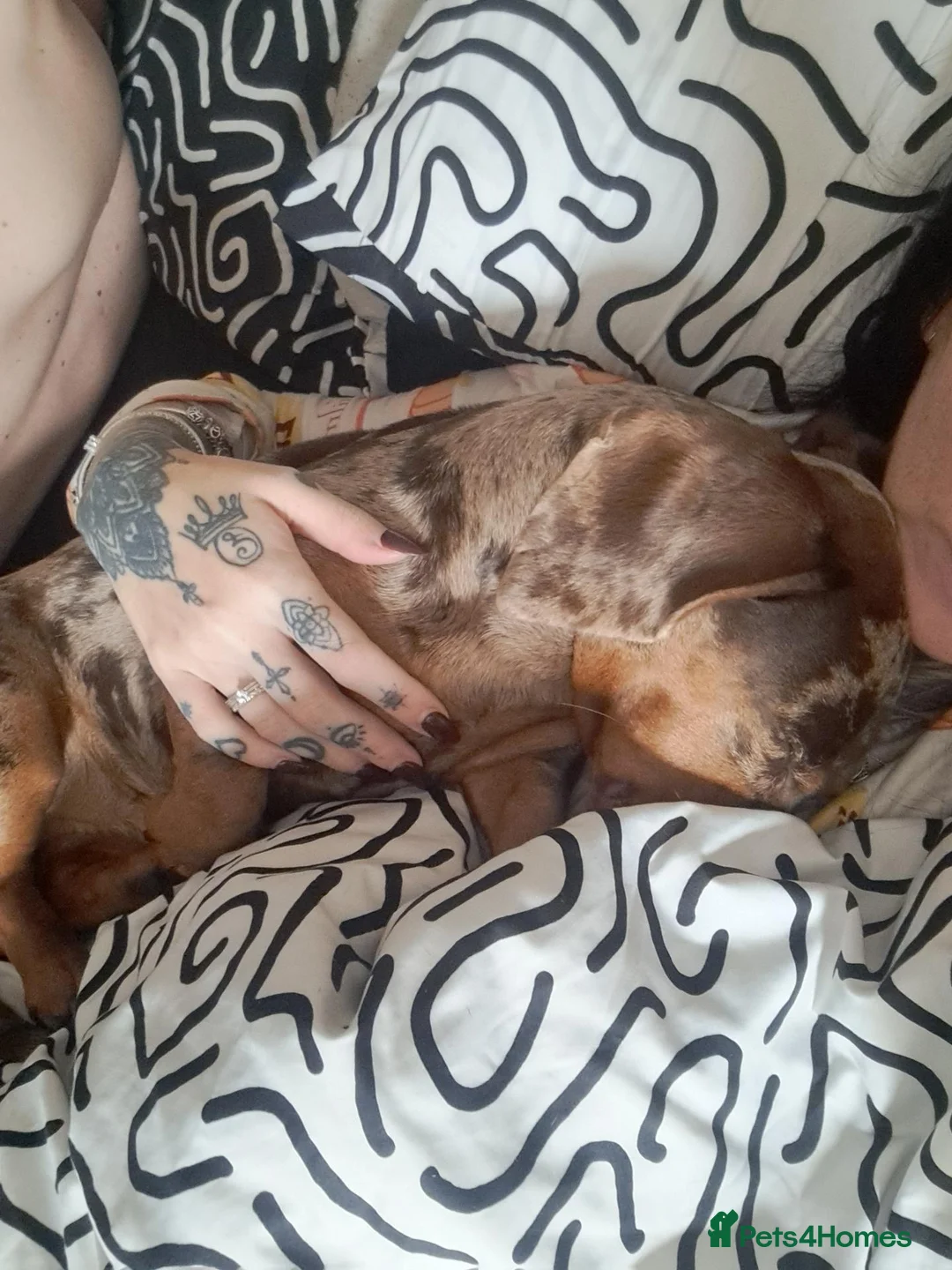 Dachshund dogs for sale: Derek the dapple, 10 months in Wirral - Advert 5