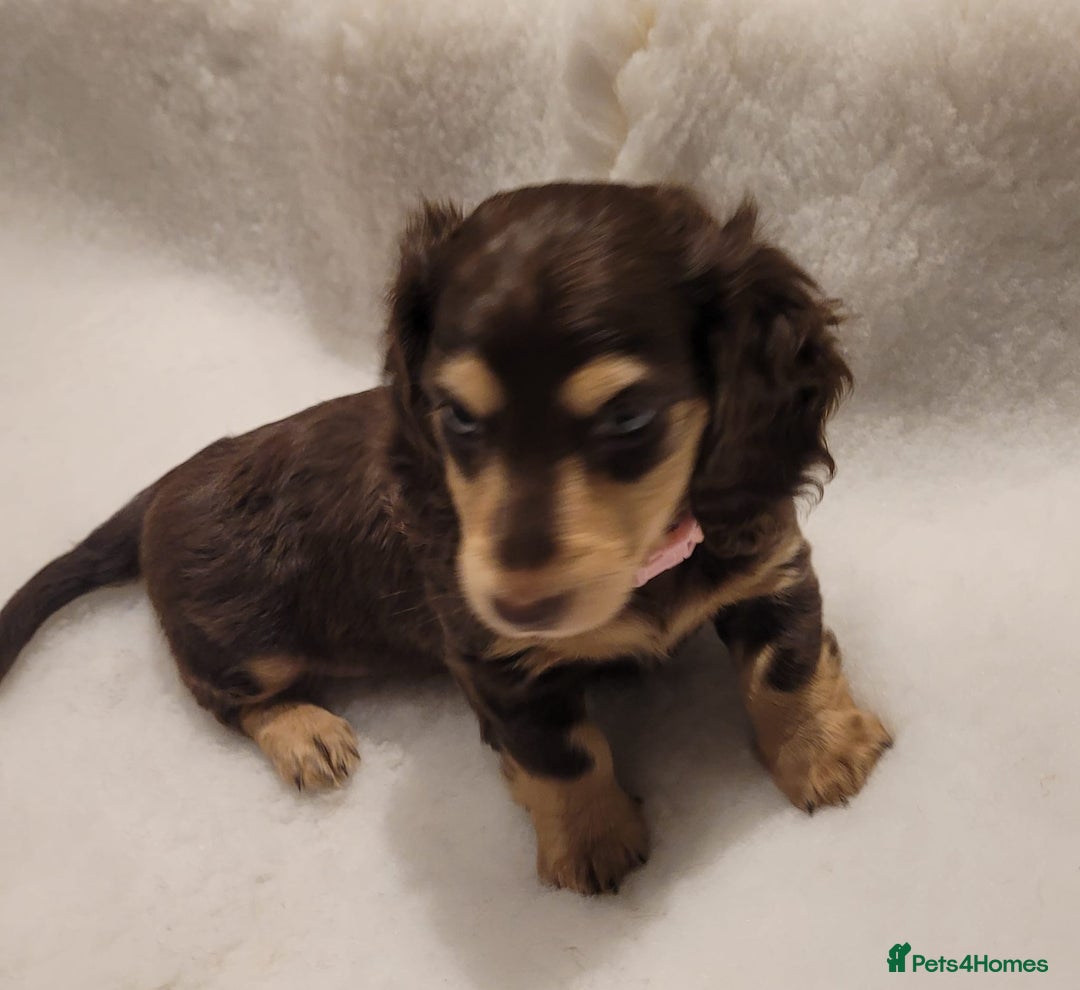 Miniature Dachshund dogs for sale: KC Long-Haired Miniature Puppies - Advert 4