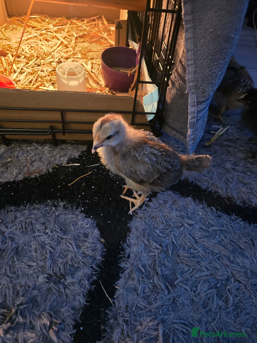 Chickens poultry for sale: Mixed Chicks for sale in Woking - Advert 5