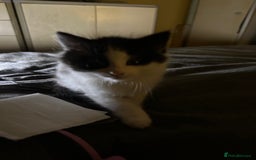 Mixed Breed cats for sale: 4 beautiful male kittens needing homes - Image 10