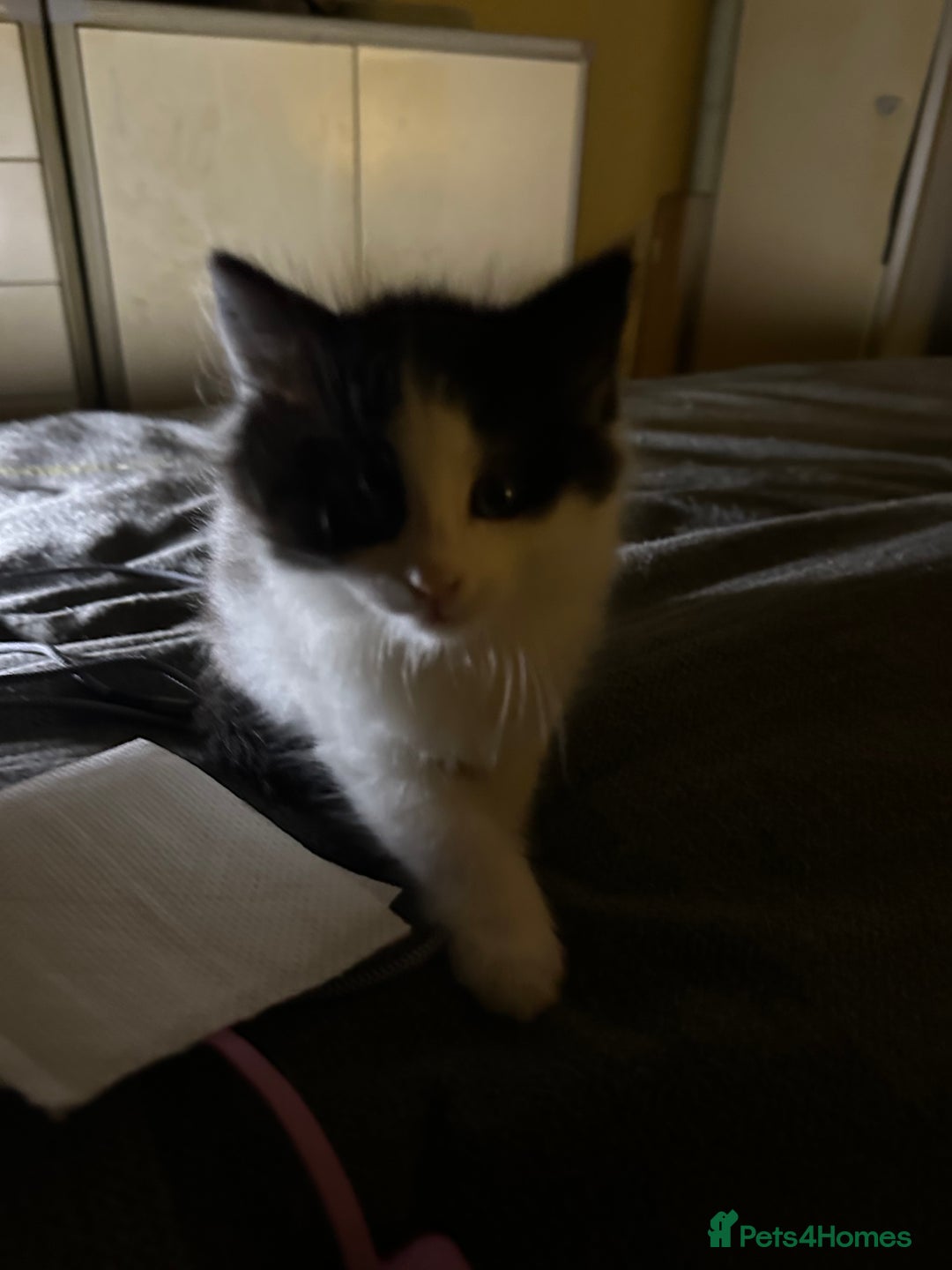 Mixed Breed cats for sale: 4 beautiful male kittens needing homes - Image 10