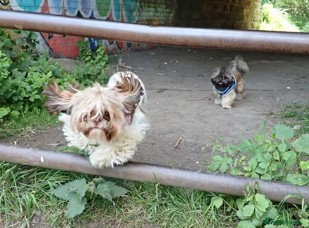 Shih Tzu dogs for sale: Imperial Shih Tzu female, 22 months KC registered. - Advert 8