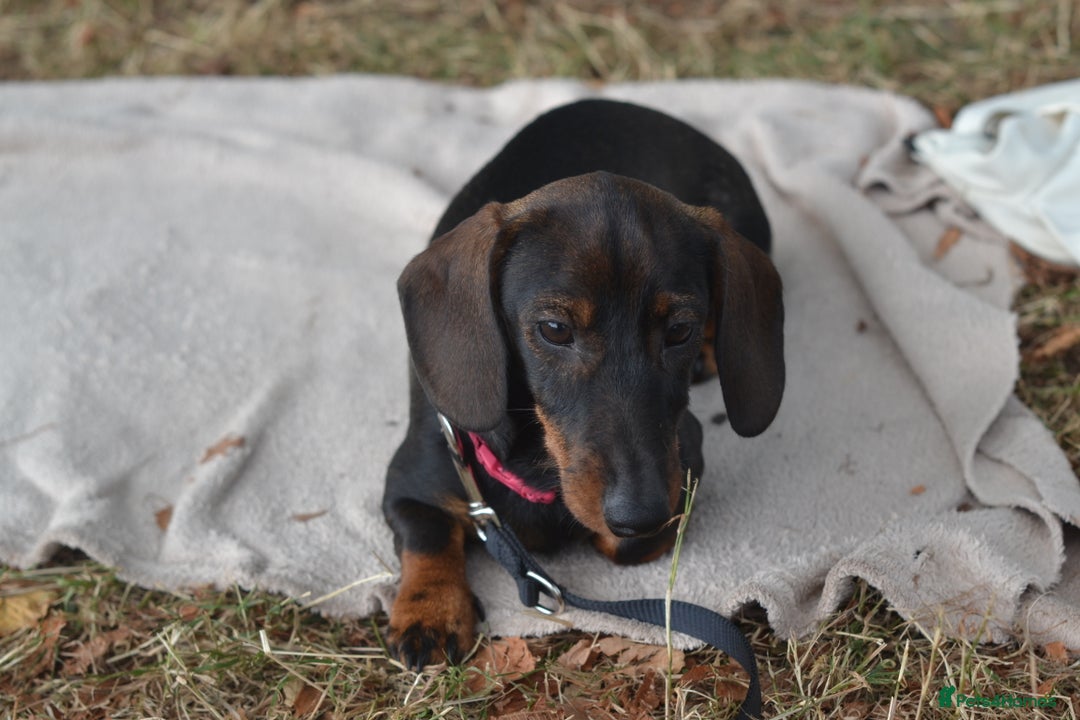 Miniature Dachshund dogs for sale: Miniature Wirehaired Dachshund Boy and Girl in Stowmarket - Image 4