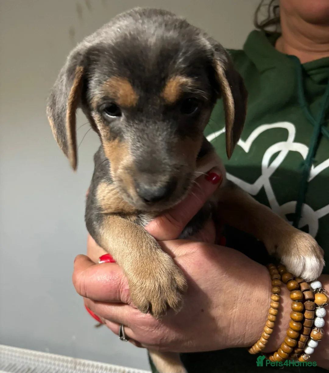 Jackapoo dogs for sale: Adorable Jackapoo Puppies  - Advert 4