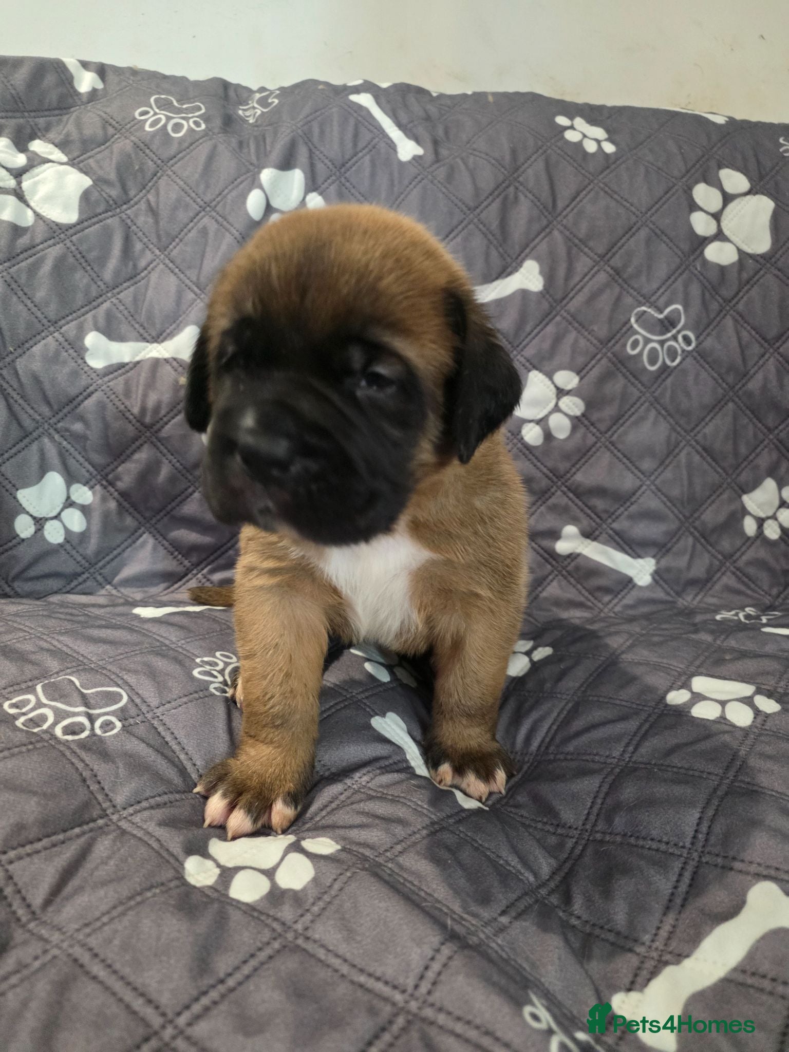 Mixed Breed dogs Saint de bordeaux  - Advert 6