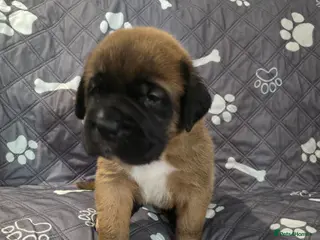 Mixed Breed dogs Saint de bordeaux - Advert 6