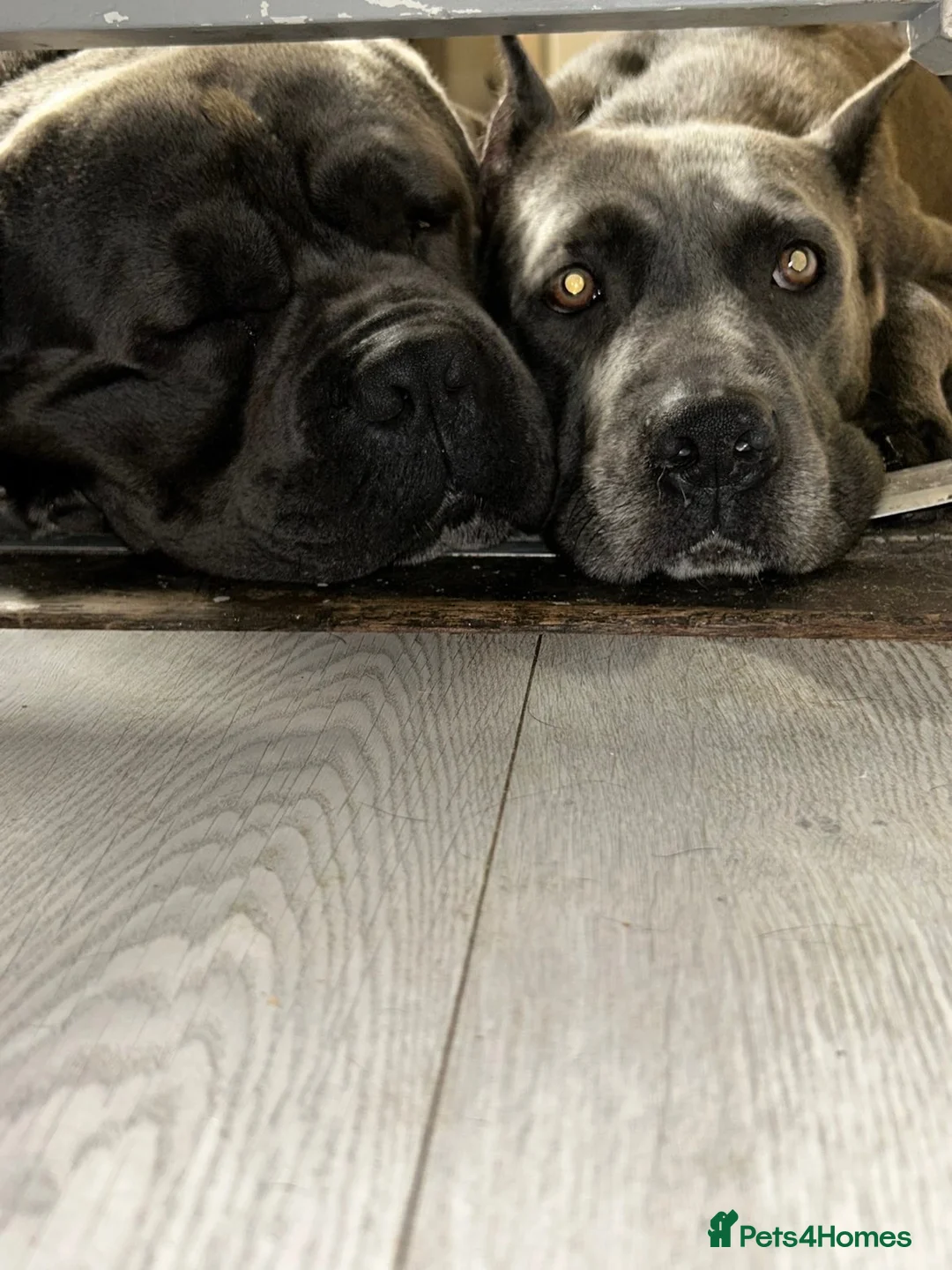 Cane Corso dogs for sale: 🤎Beautiful Cane Corso 🤎 - Advert 2