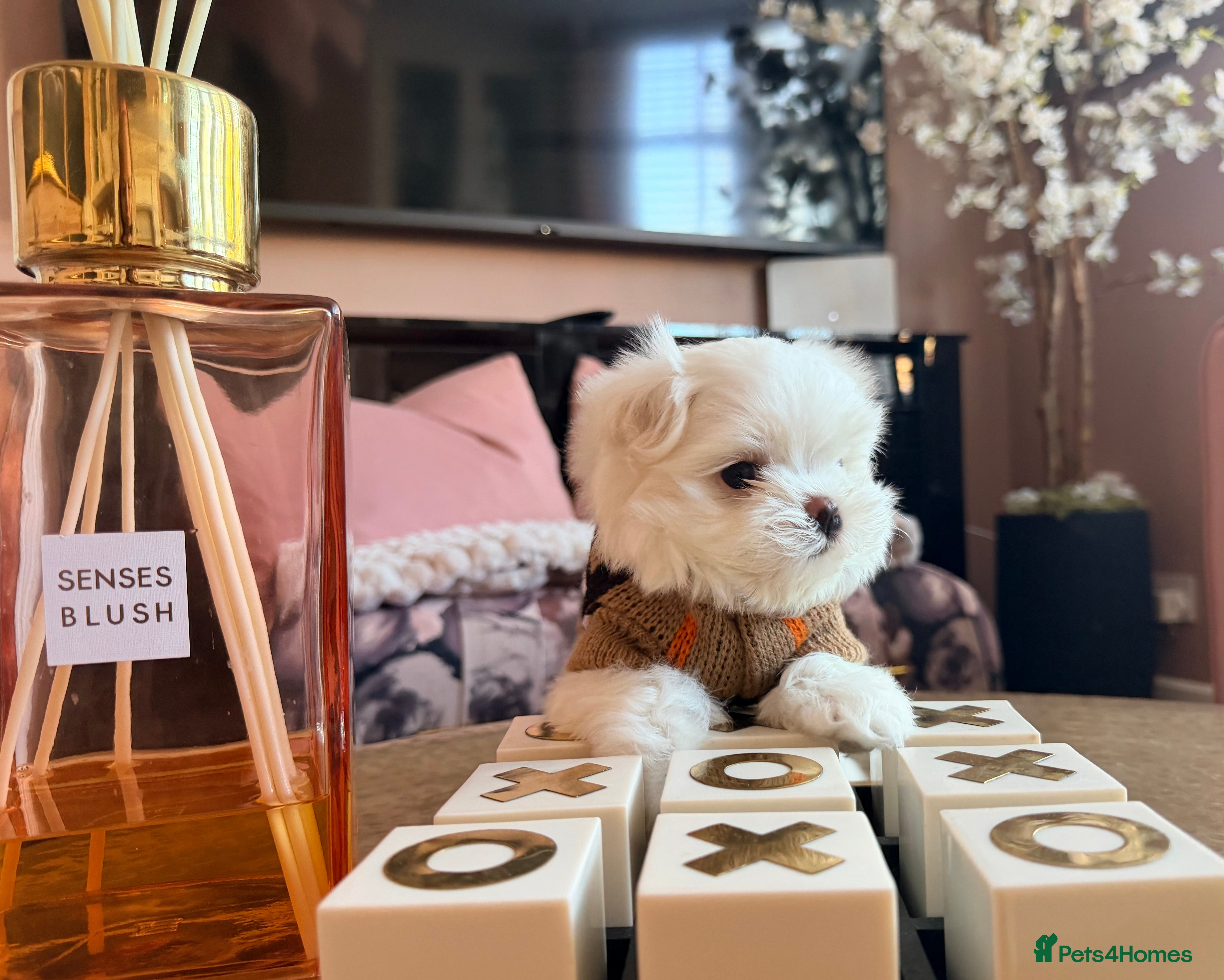 Maltese dogs Bambelina Full Korean Bloodline Maltese - Advert 5