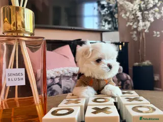 Maltese dogs Bambelina Full Korean Bloodline Maltese - Advert 5