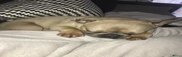 French Bulldog dogs for sale: French bulldog in Chesterfield - Advert 7