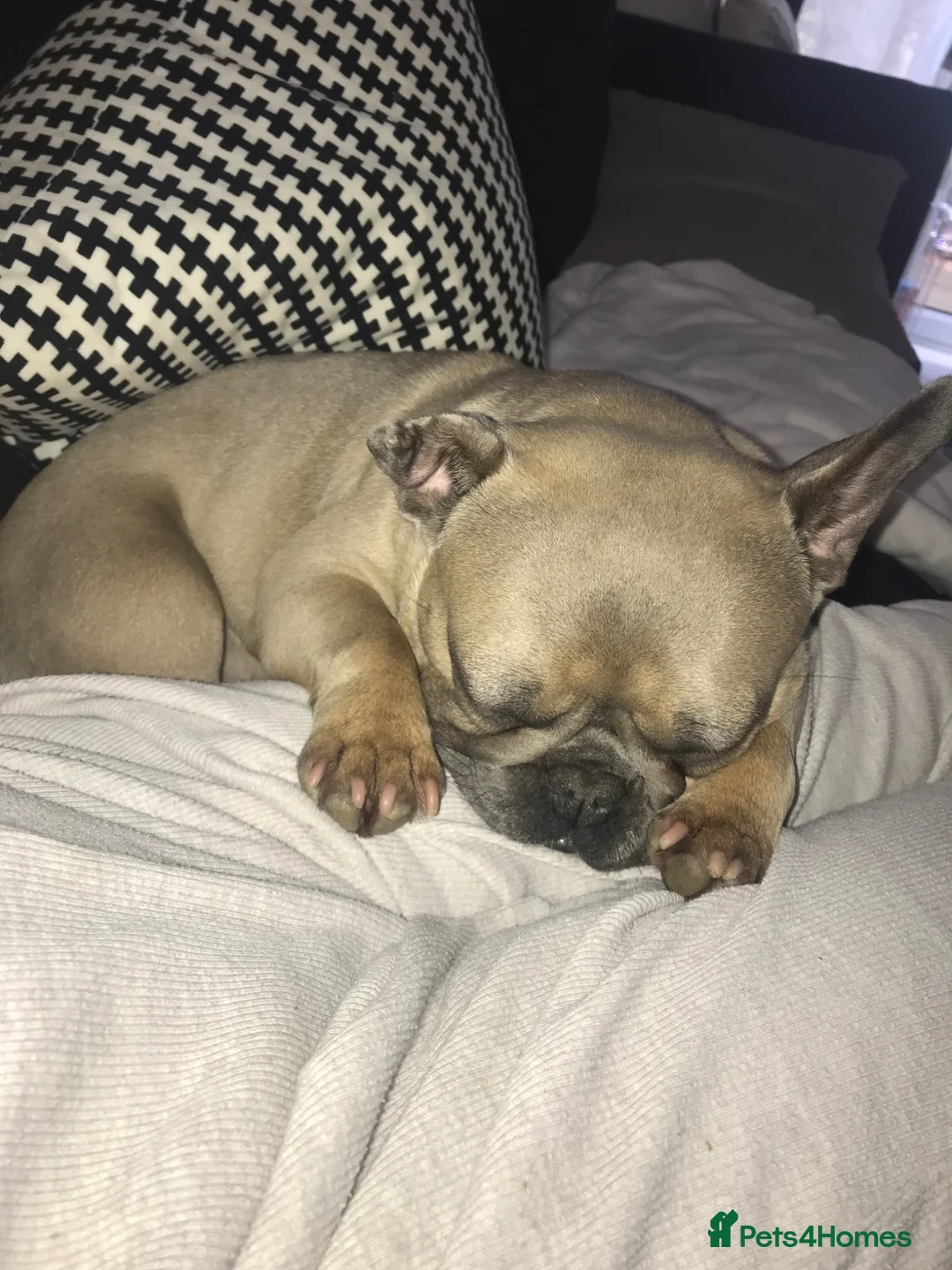 French Bulldog dogs for sale: French bulldog in Chesterfield - Advert 7