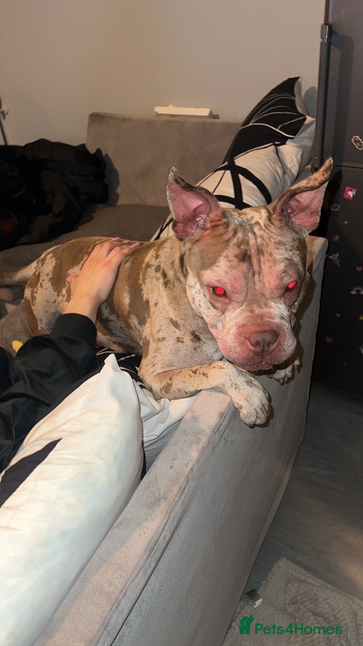 Mixed Breed dogs Stud Dog Marley  - Advert 2