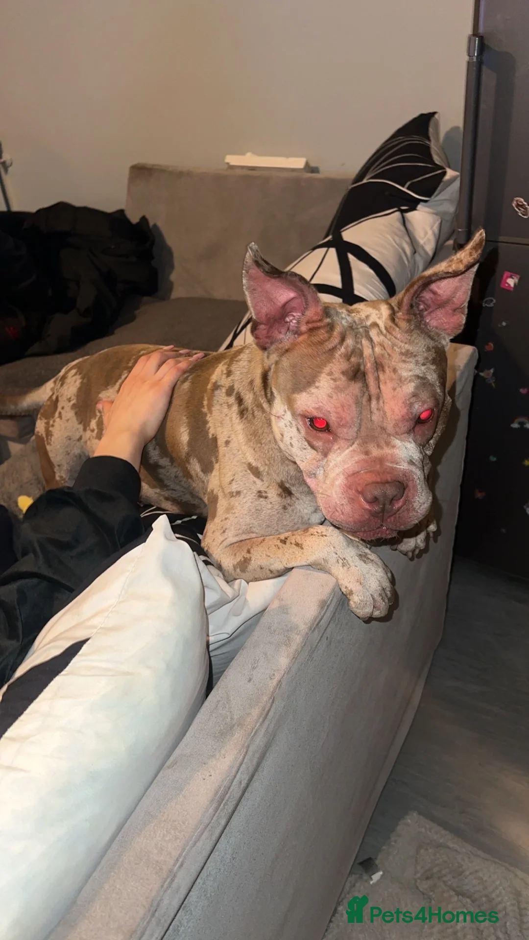 Mixed Breed dogs for stud: Stud Dog Marley  in Wisbech - Advert 1