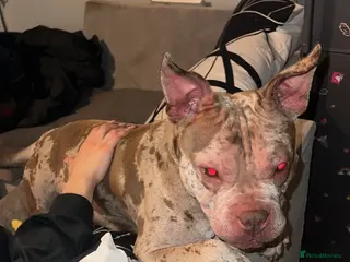 Mixed Breed dogs Stud Dog Marley - Advert 2