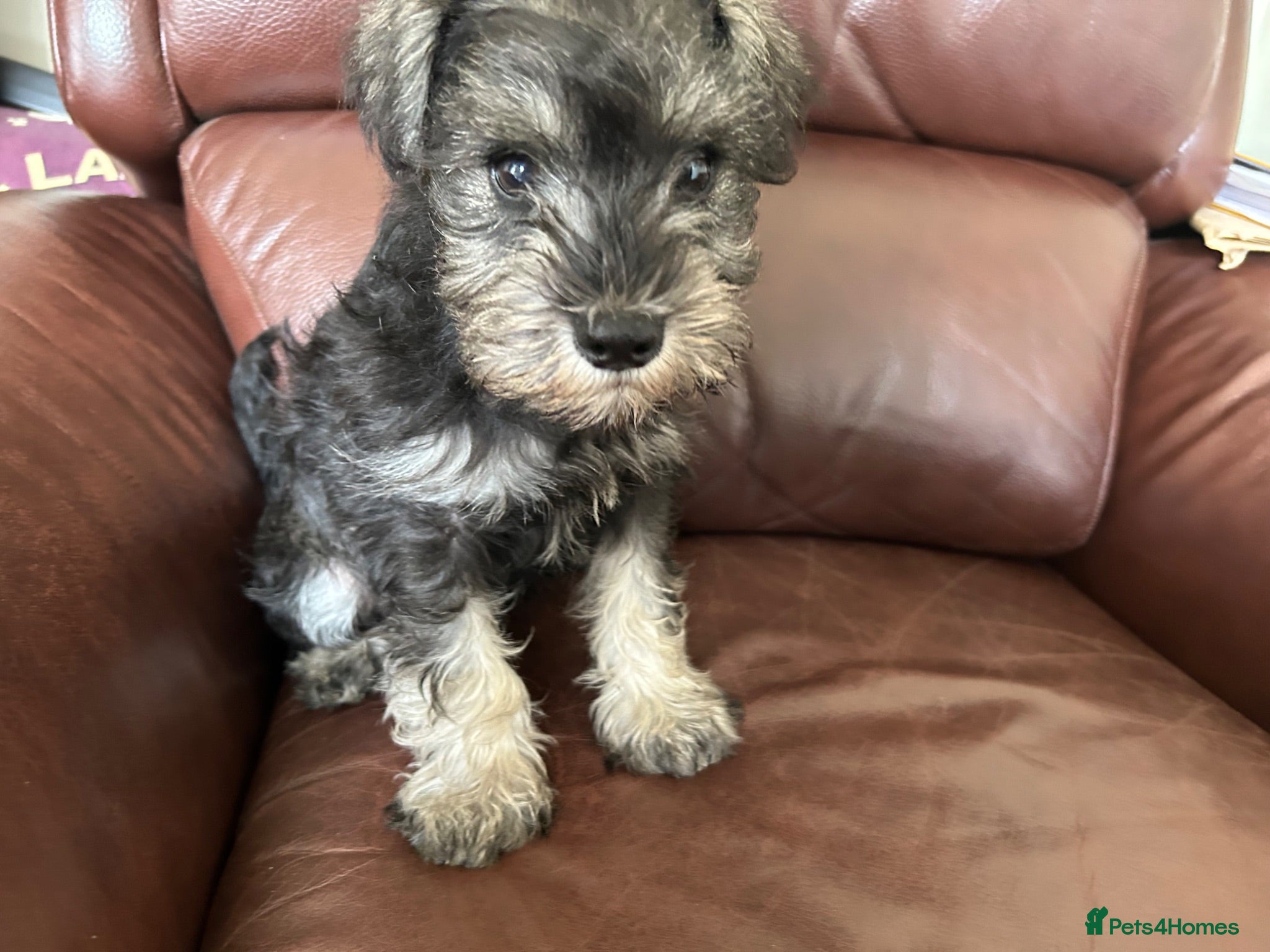 Miniature Schnauzer dogs Fun healthy miniature schnauzers kc reg  - Advert 5