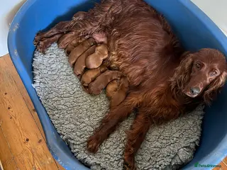 Irish Setter dogs Quality IRISH SETTER Puppies - Advert 9
