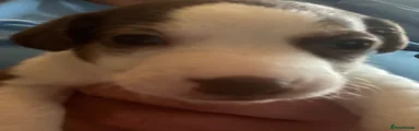 Jack Russell 1