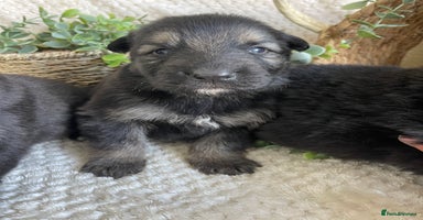 German Shepherd dogs - Advert 5