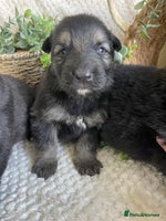 German Shepherd dogs - Advert 1