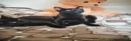Mixed Breed cats for sale: 😻  kittens 🐾🐈 - Advert 2