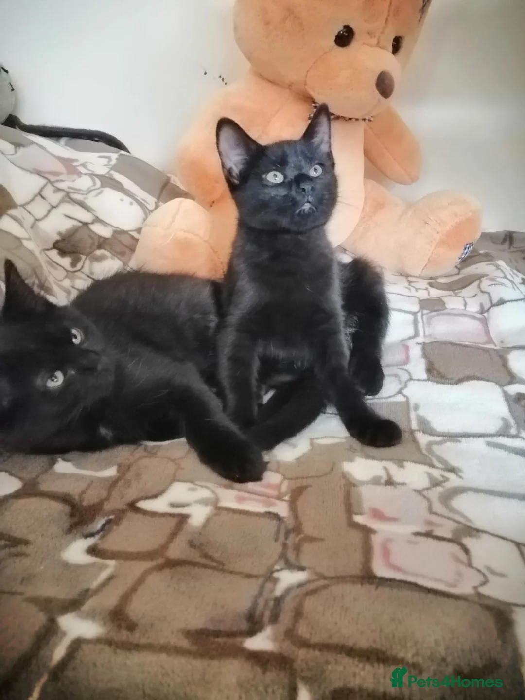 Mixed Breed cats for sale: 😻  kittens 🐾🐈 - Advert 2
