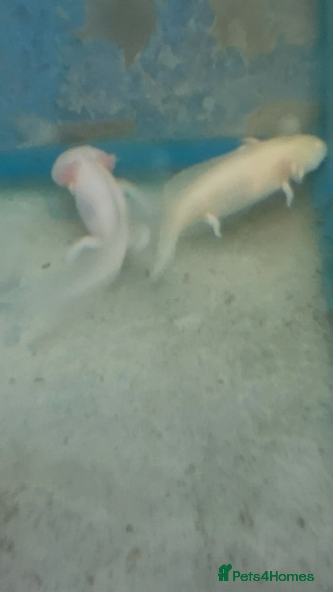 Axolotl reptiles for sale: Stunning Axolotls  - Advert 3