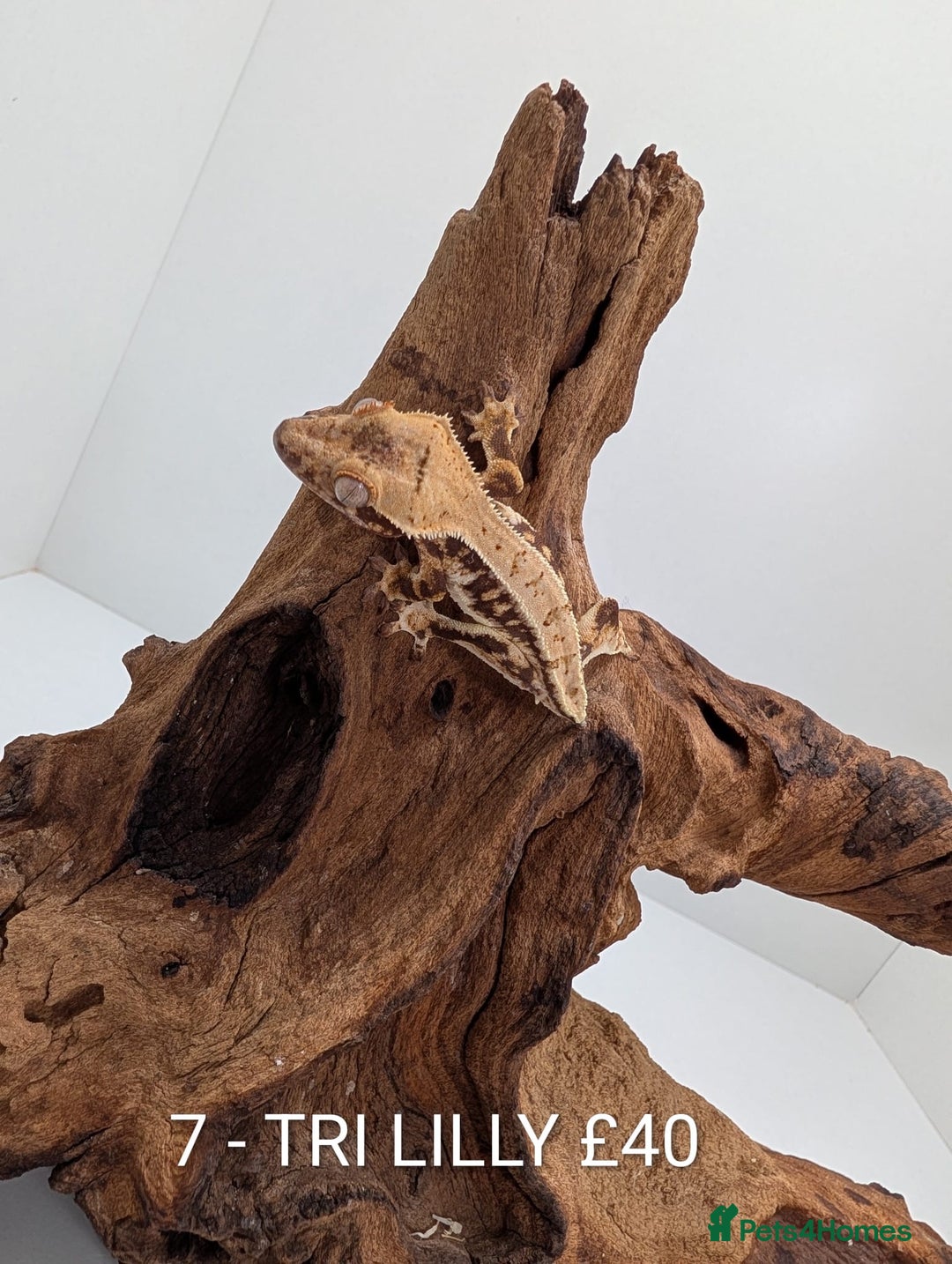 Gecko reptiles for sale: Beautiful baby crested geckos! - Advert 6