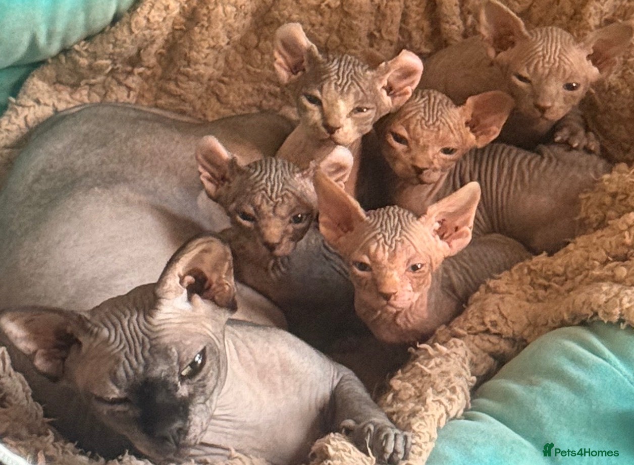 Sphynx cats ✨sphynx elf eared babies✨ 2 girls left & 1 boy   - Advert 1