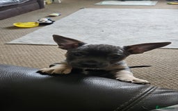 Mixed Breed dogs for sale: 🐶 Lovely Frenchie x Chihuahua Puppies - Image 15