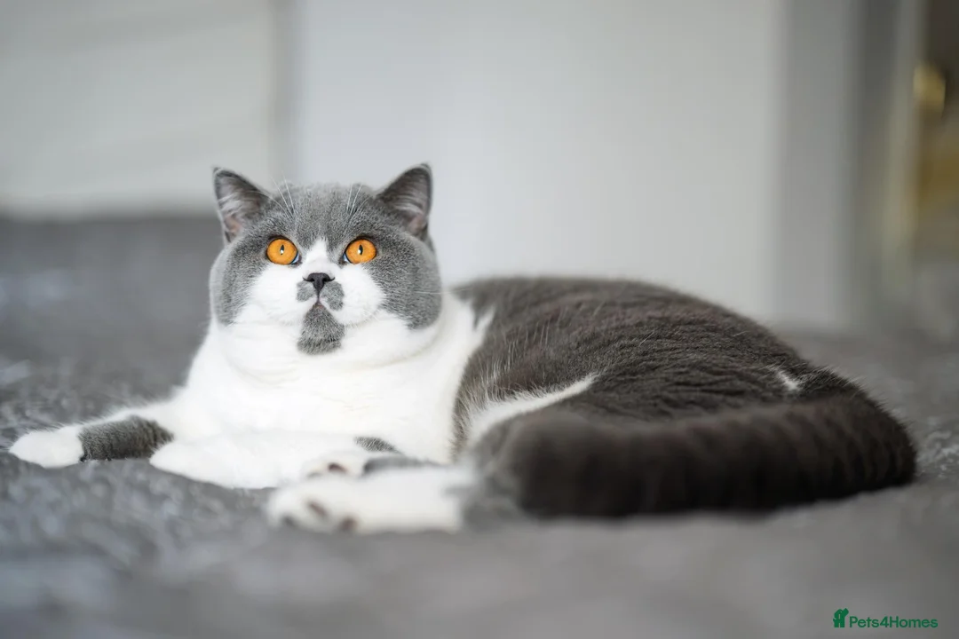 British Shorthair cats for sale: GCCF-registered kittens - Advert 3