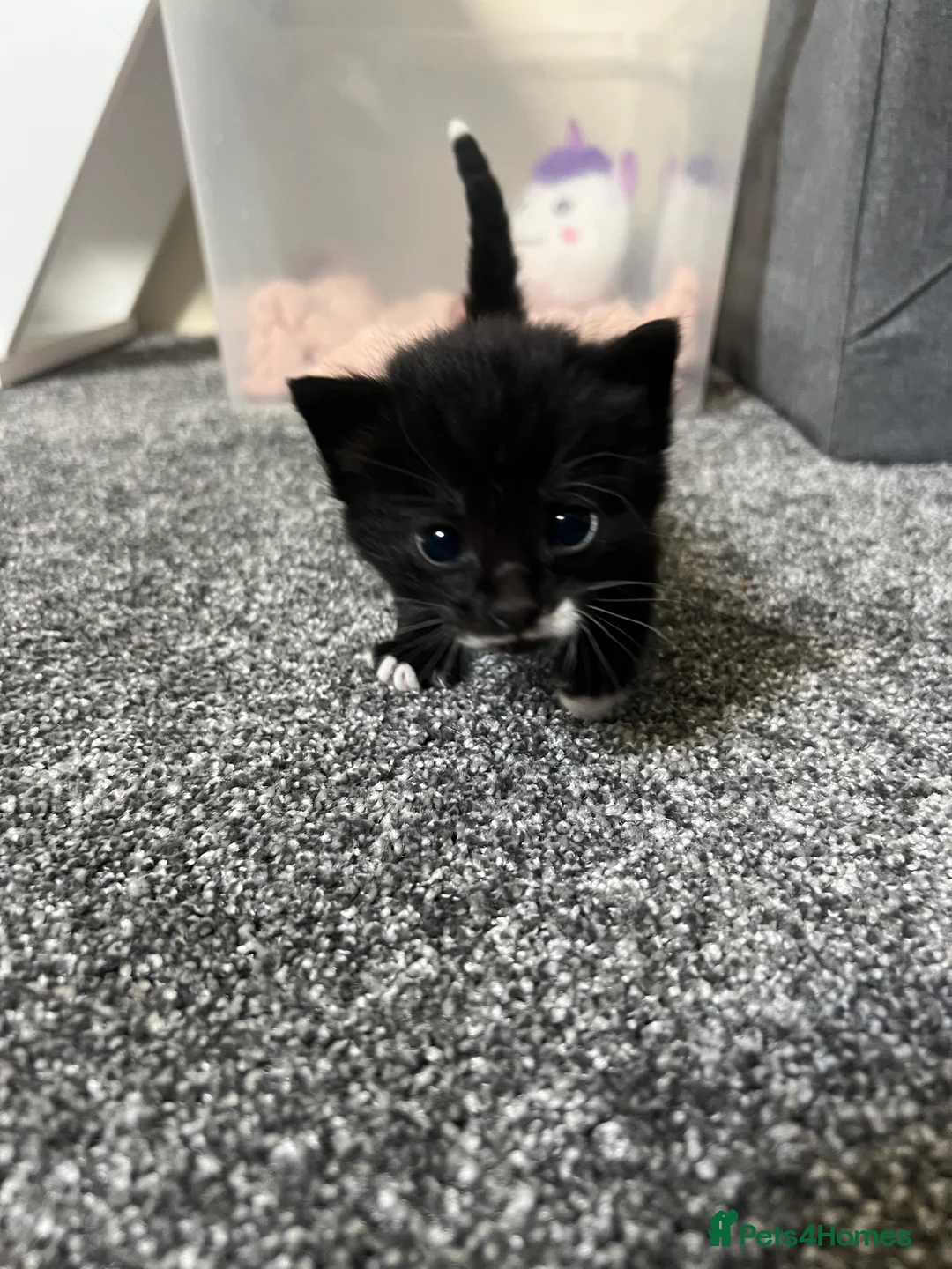 Mixed Breed cats for sale: 4 kittens for sale  - Advert 5