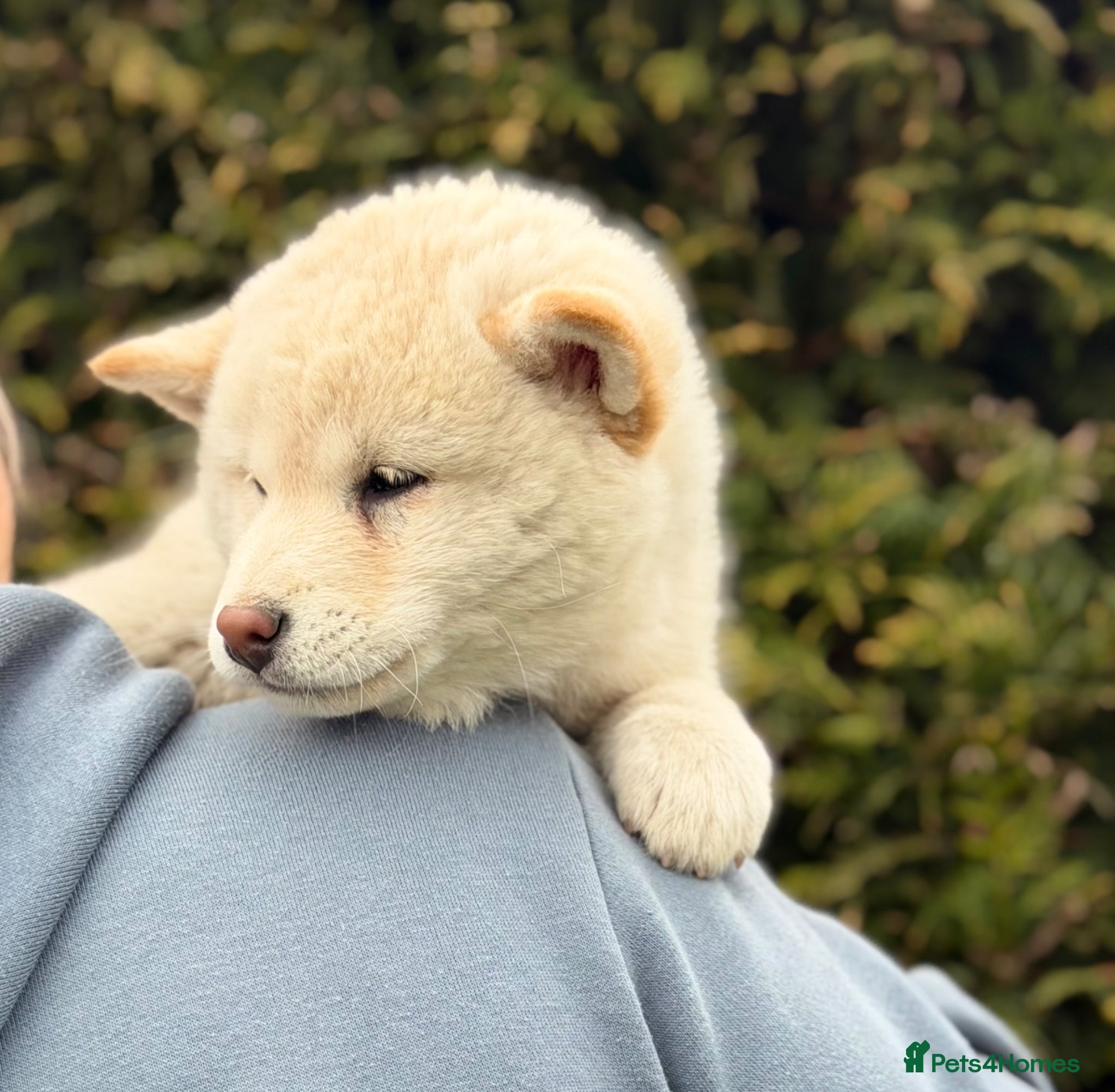 Japanese Shiba Inu dogs Champion Bloodline Shiba Inu Puppies  - Advert 10