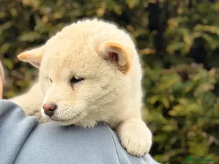 Japanese Shiba Inu dogs Champion Bloodline Shiba Inu Puppies - Advert 10