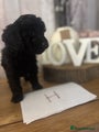 Cockapoo Puppy H