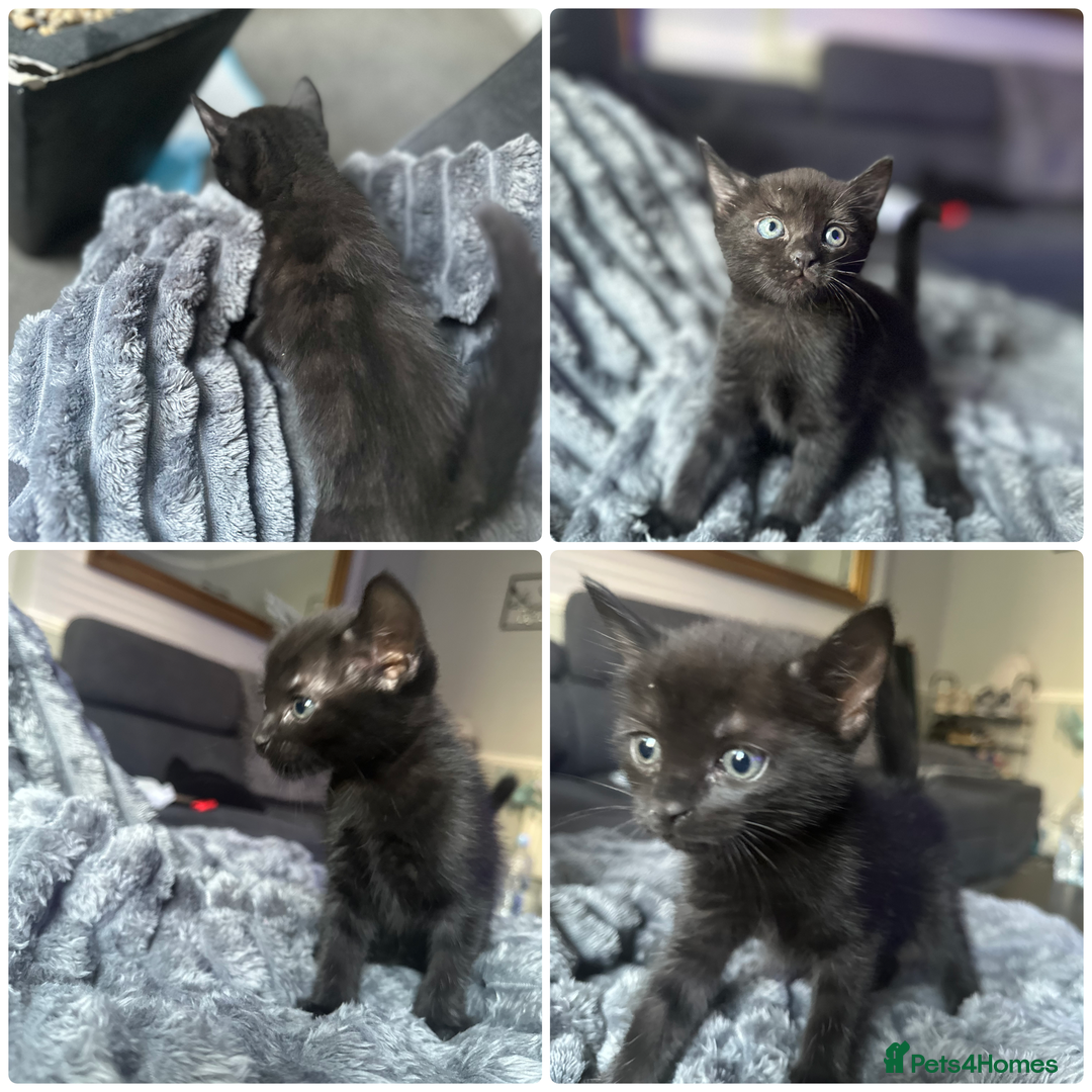 Mixed Breed cats for sale: Kittens  - Image 8