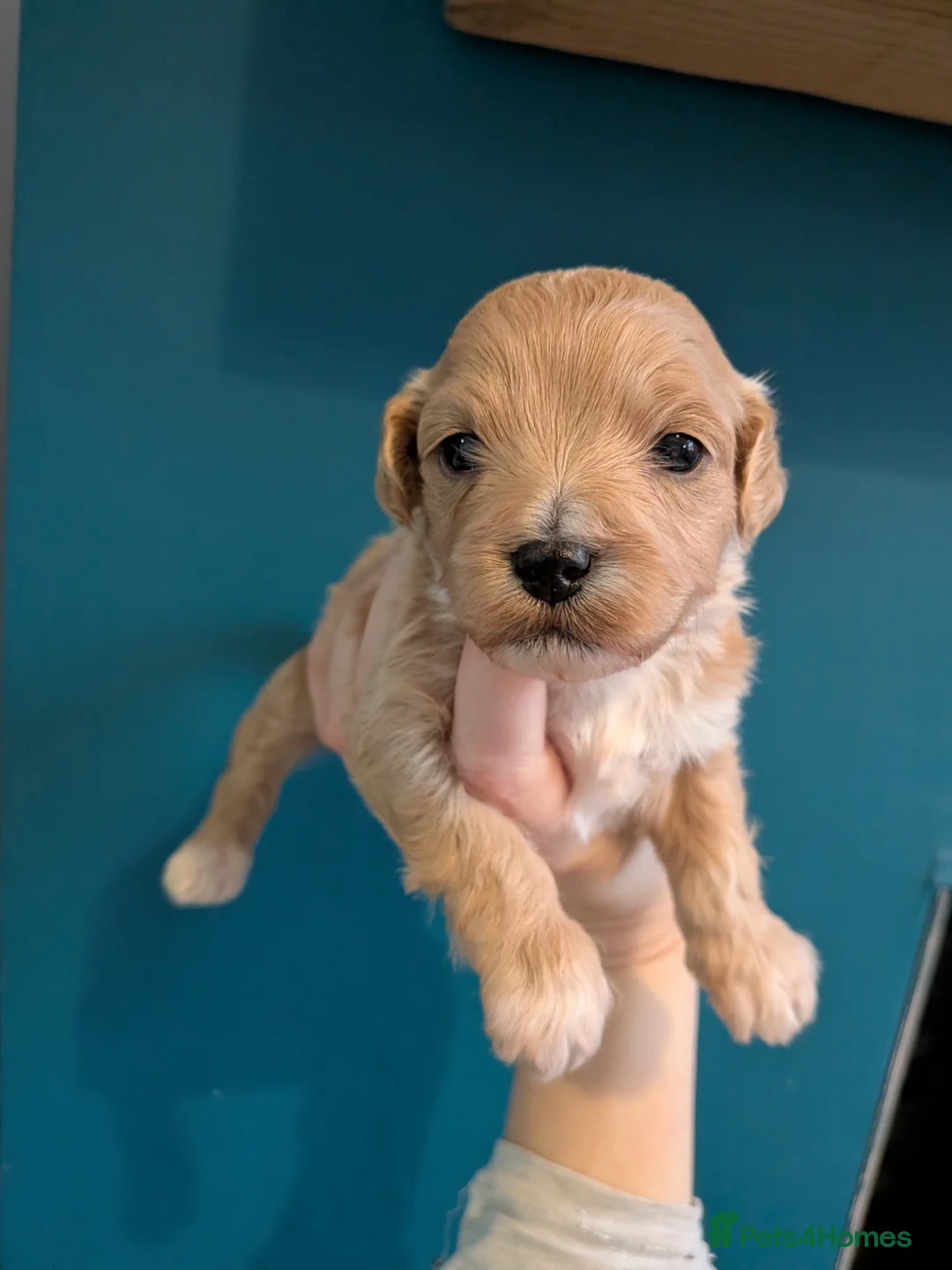 Lhasapoo dogs for sale: 4 gorgeous male lhasapoo puppies  - Advert 6