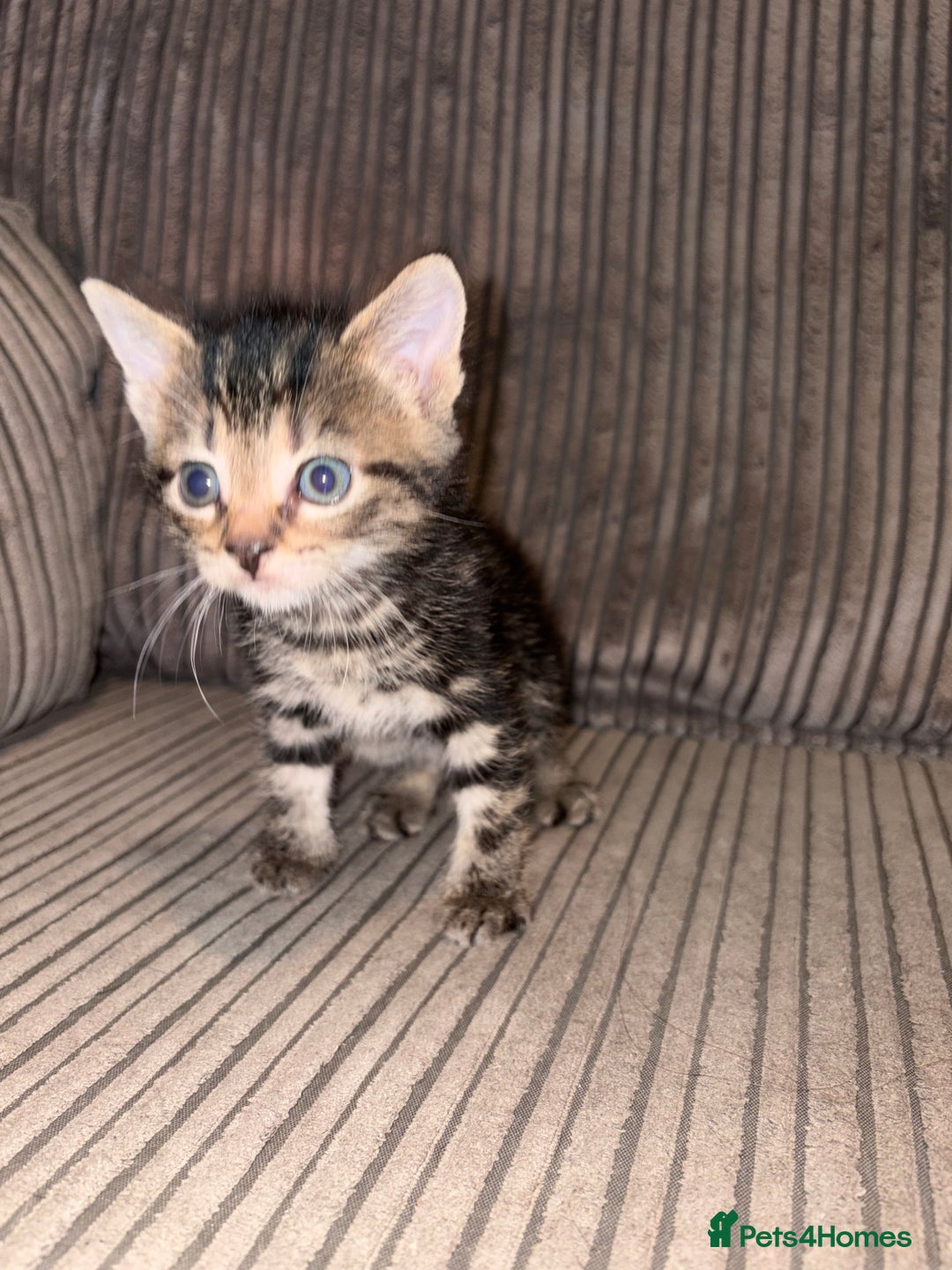 Domestic Shorthair cats for sale: 4 gorgeous Tabby kittens ready 26-1-26 - Advert 15