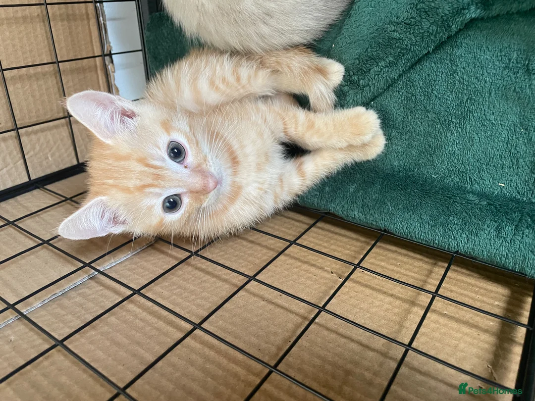 Mixed Breed cats for sale: 3 Beautiful Ginger Mix Siamese Boys Ready Now in Sutton-in-Ashfield - Advert 2